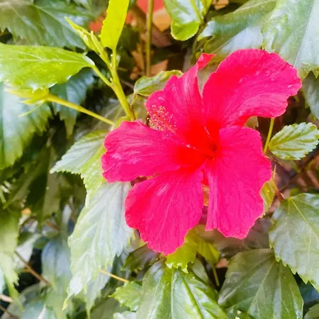 Maison Indépendante 52 M2, Clim, Wifi Et Jardin Villa La Londe-les-Maures